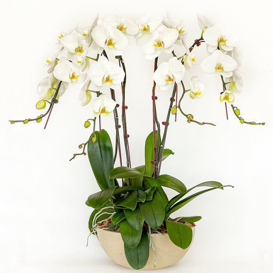 Arreglo de Orquídea - Polietileno Cuenco - 4 varas Premium