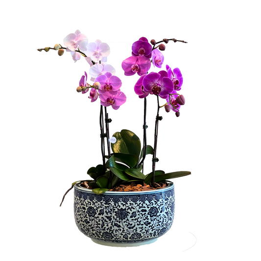 Arreglo de Orquídea - Maceta Chinoiserie - 4 varas grandes