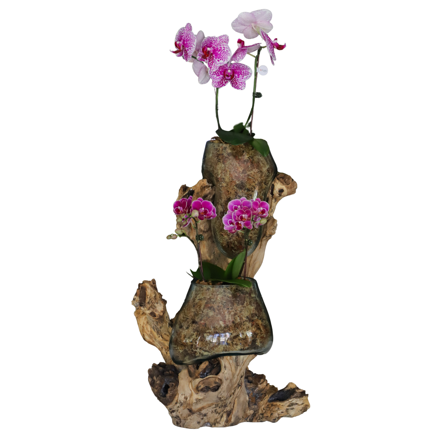 Arreglo de Orquídeas - Babilonia  – 2 varas minis & 1 vara grande