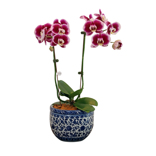 Arreglo de Orquídea - Cerámica Premium - 1 doble vara grande
