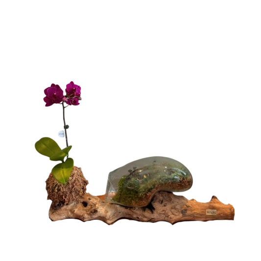 Arreglo de Orquídeas - Babilonia  – Kokedama 1 vara mini