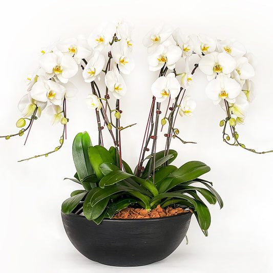 Arreglo de Orquídea - Polietileno Cuenco - 5 varas Premium