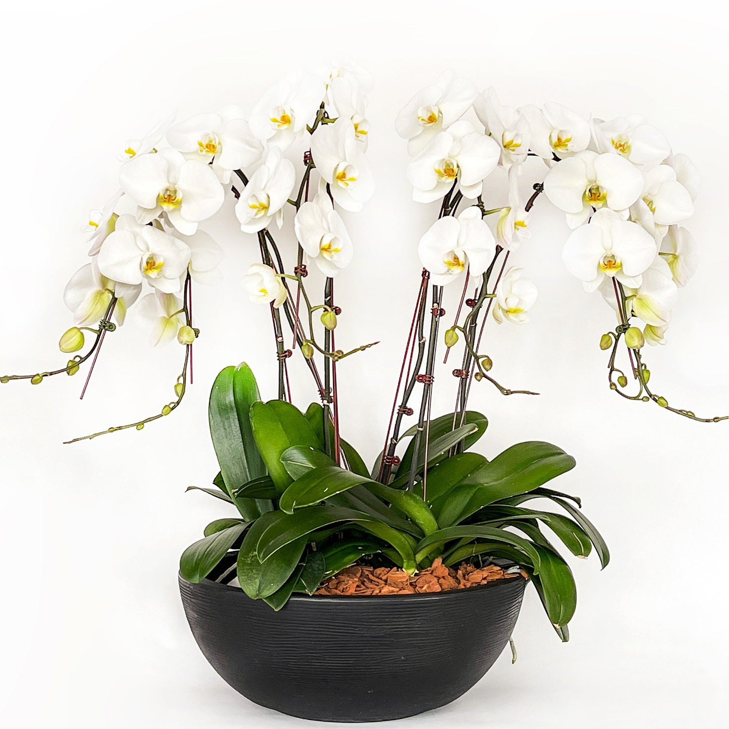 Arreglo de Orquídea - Polietileno Cuenco - 6 varas Premium