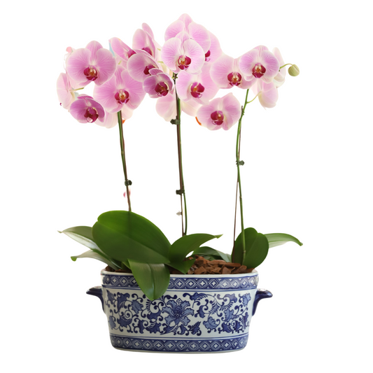 Arreglo de Orquídea - Maceta Chinoiserie -  3 varas grandes