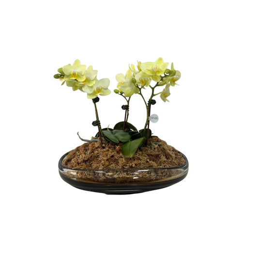 Arreglo de Orquídeas - Cristal de murano – 3 varas minis