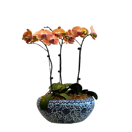 Arreglo de Orquídea - Maceta Chinoiserie -  3 varas grandes