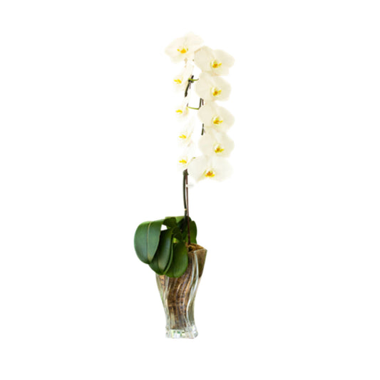 Arreglo de Orquídeas - Cristal Nachtmann  – 1 vara premium