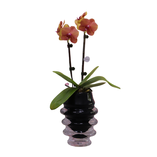 Arreglo de Orquídeas -  Jarrón murano negro.