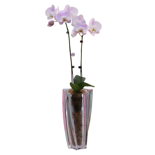 Arreglo de Orquídeas -  Florero Bohemia Yoko