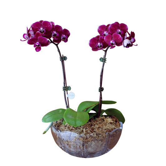 Arreglo de Orquídeas - Maceta de Cristal Bohemia Orión.