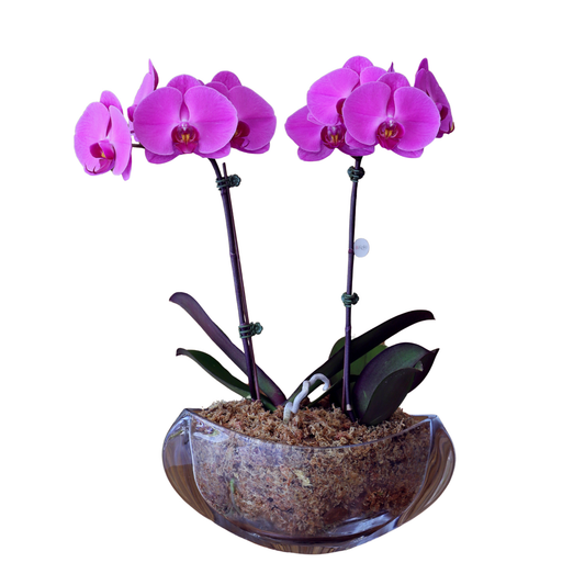 Arreglo de Orquídeas -  Maceta de Cristal Bohemia Orbit.