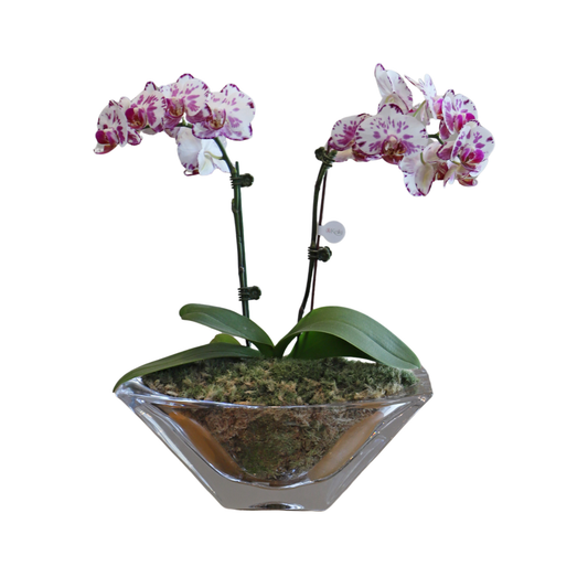 Arreglo de Orquídeas - Maceta de Cristal Bohemia Okinawa.