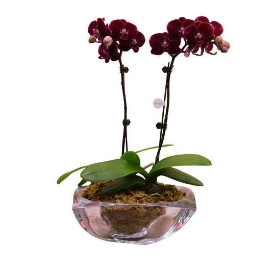 Arreglo de Orquídeas -  Maceta de Cristal Bohemia Arezzo.