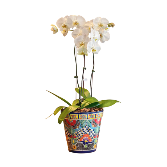 Arreglo de Orquídea - Maceta Talavera azul - 3 varas grandes