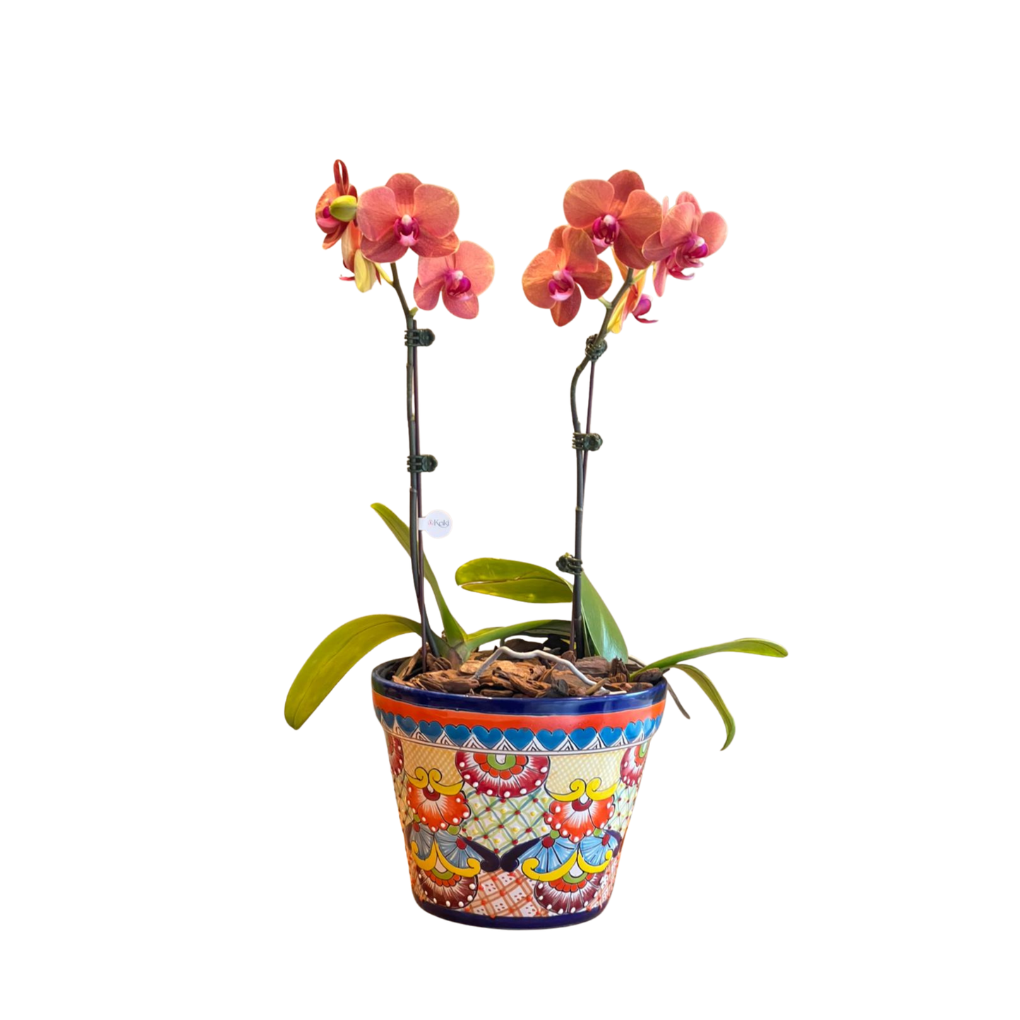 Arreglo de Orquídea - Maceta Talavera colorida -  2 varas grandes