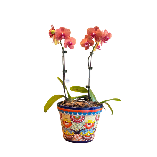 Arreglo de Orquídea - Maceta Talavera colorida -  2 varas grandes
