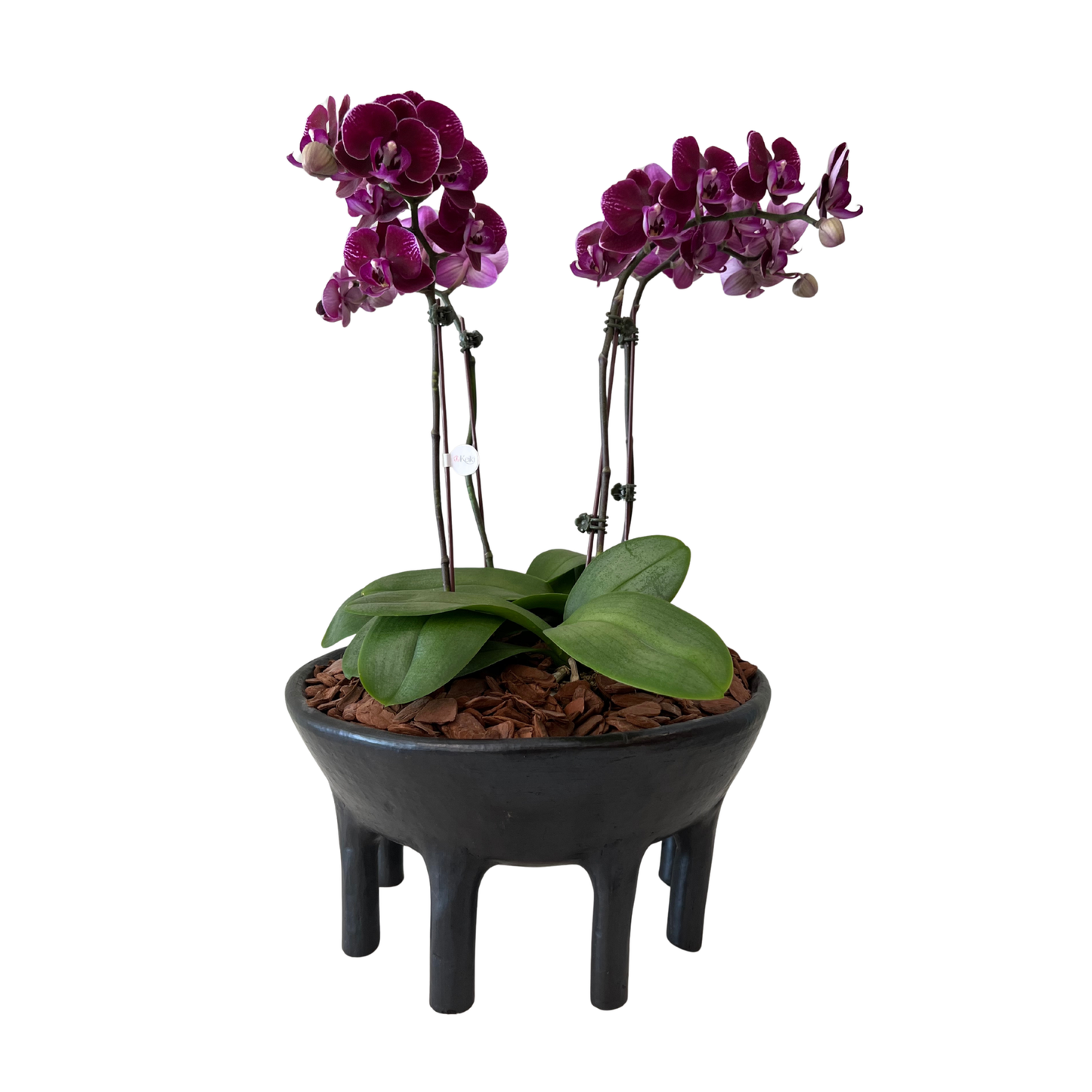 Arreglo de Orquídea - Cerámica Nacional Ñai’upo - 4 varas minis