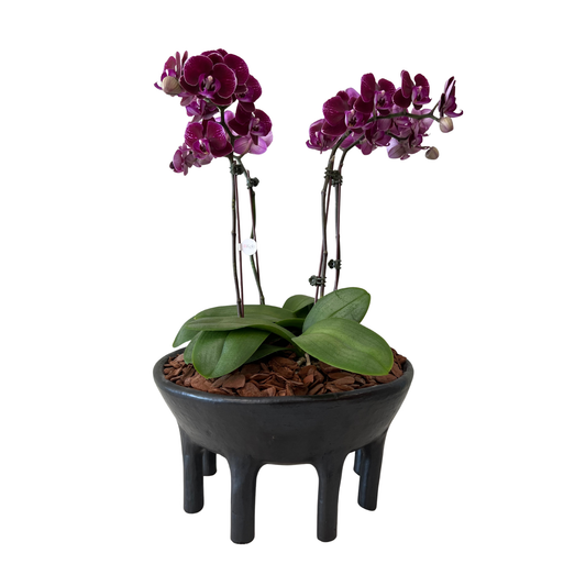 Arreglo de Orquídea - Cerámica Nacional Ñai’upo - 4 varas minis