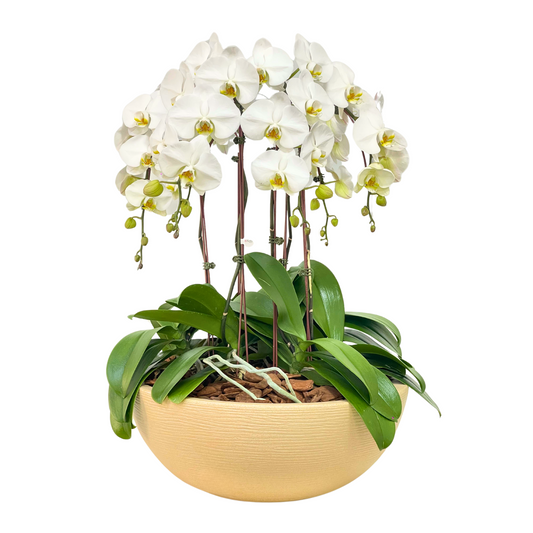 Arreglo de Orquídea - Polietileno Cuenco - 6 varas Premium