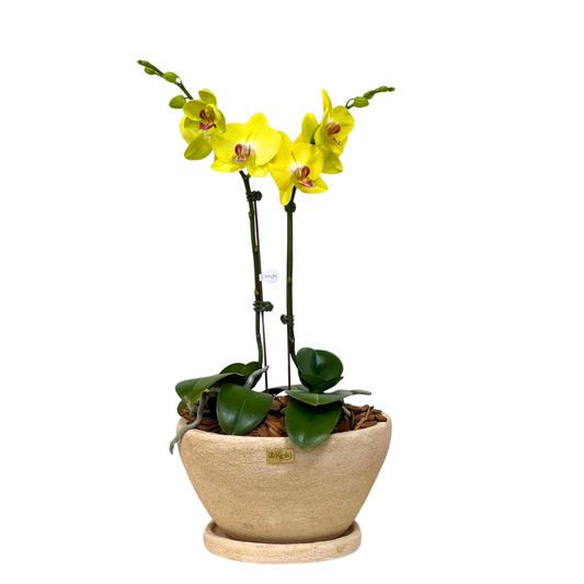 Arreglo de Orquídeas - Cerámica arenada -2 varas grandes
