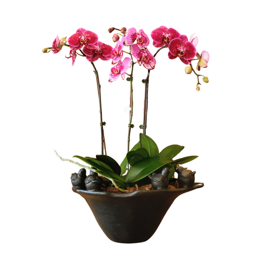 Arreglo de Orquídeas - Cerámica Nacional  – 3 varas grandes