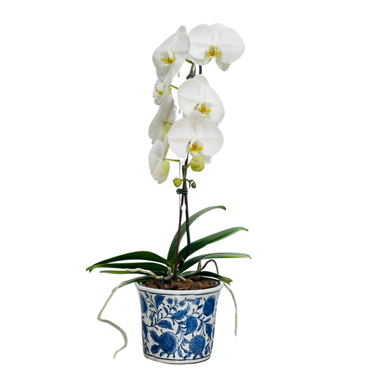 Arreglo de Orquídea - Cerámica Premium -  1 vara premium