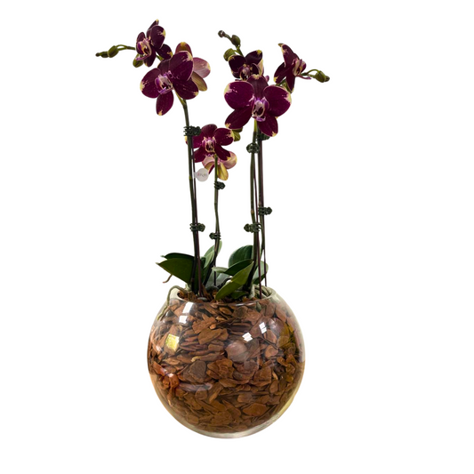 Arreglo de Orquídeas - Vidrio Pecera - 2 varas grandes
