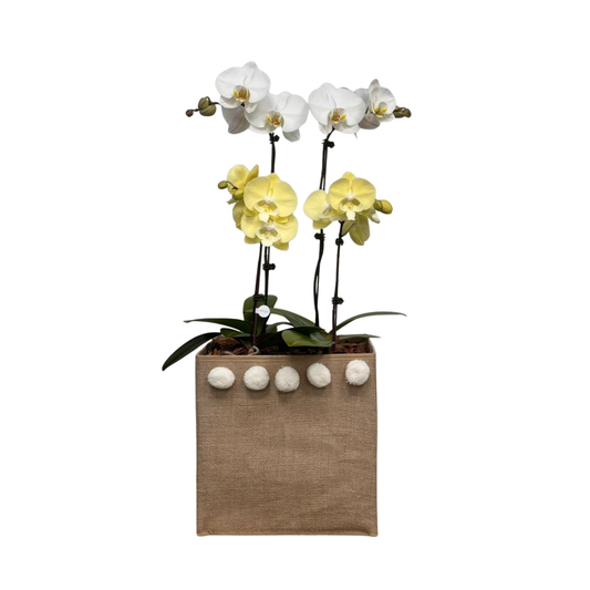 Arreglo de Orquídea - Bebé - Caja organizadora yute con pompones.