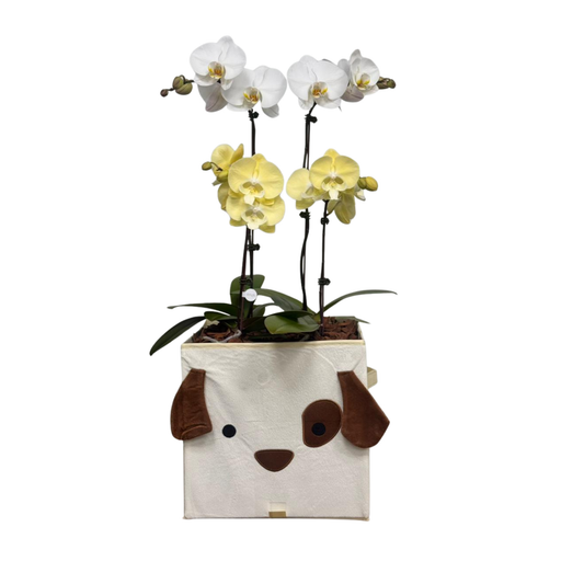 Arreglo de Orquídea - Bebé - Caja organizadora de perrito 29x29 cm.