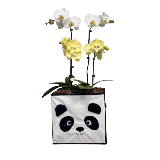 Arreglo de Orquídea - Bebé - Caja organizadora Panda.