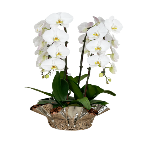 Arreglo de Orquídeas - Maceta Ondulada Silver - 4 varas Premium