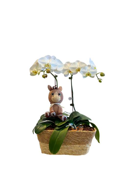 Arreglo de Orquídea - Nacimientos - 2 varas grandes