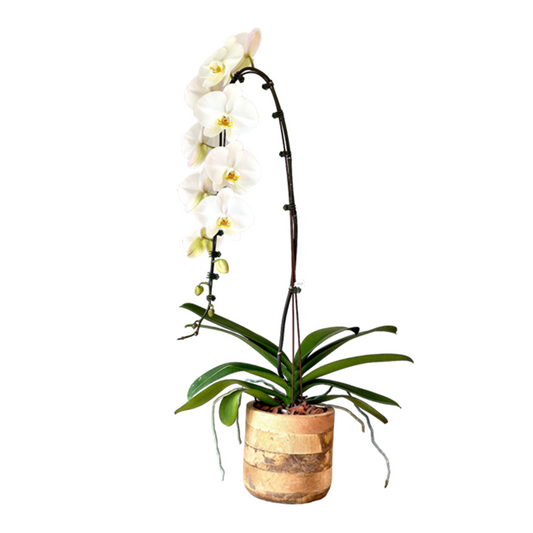 Arreglo de Orquídeas -Madera – 1 vara premium