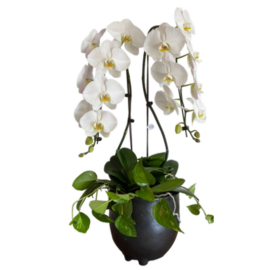 Arreglo de Orquídeas - Cerámica Nacional  – 2 varas premium