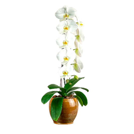 Arreglo de Orquídea - Cerámica Nacional  - 1 vara premium