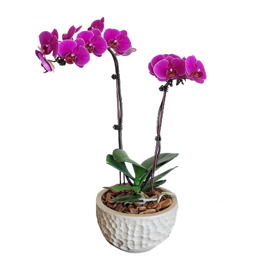 Arreglo de Orquídeas – Cuenco Pequeño 1 doble vara mini