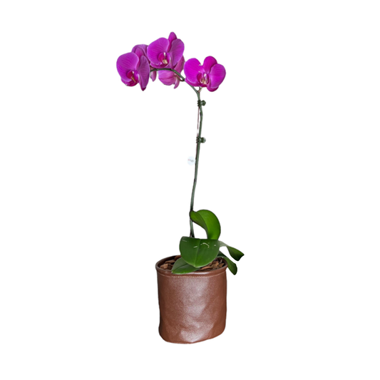 Arreglo de Orquídeas - Cuero - 1 vara mediana