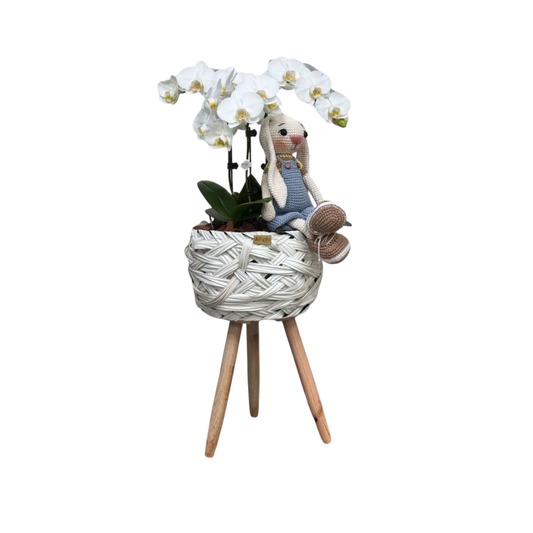 Arreglo de Orquídea - Bebé - Maceta con sorpote material sintético blanco.