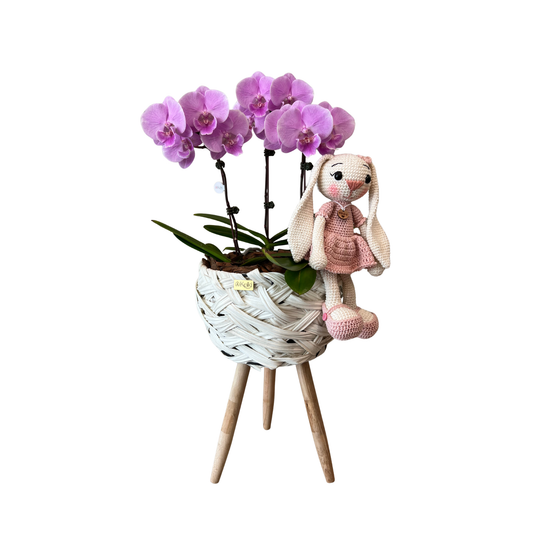 Arreglo de Orquídea - Bebé - Maceta con sorpote material sintético blanco.