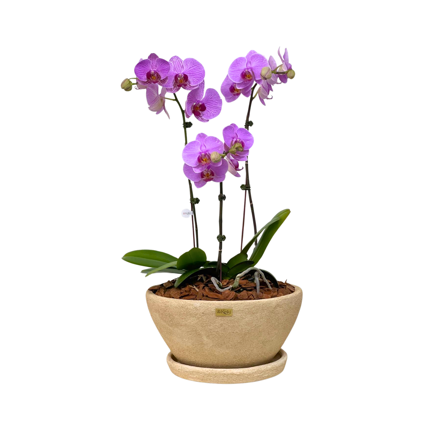 Arreglo de Orquídeas - Cerámica arenada - 3 varas grandes
