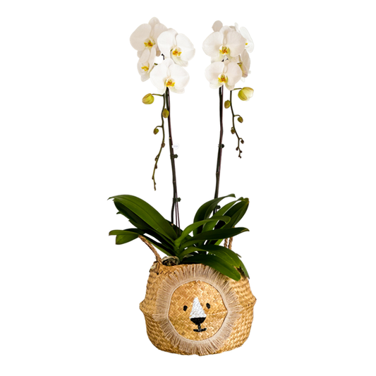Arreglo de Orquídea -Bambú Lion – 2 varas premium