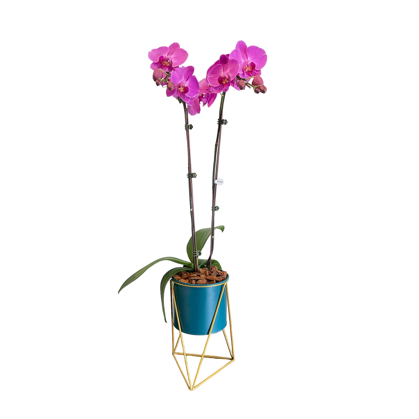 Arreglo de Orquídeas Metal Turquesa con pedestal  dorado - 2 Varas Grandes