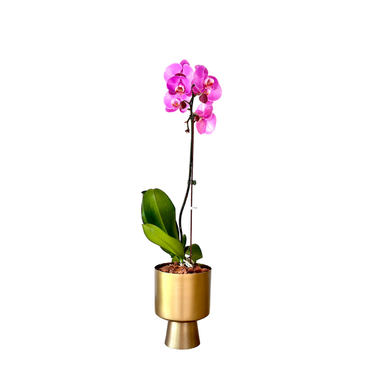 Arreglo de Orquídeas - Metal dorado  – 1 vara grande