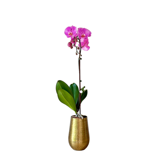 Arreglo de Orquídeas - Jarrón Dorado  – 1 vara grande