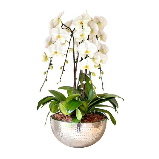Arreglo de Orquídeas - Metal jaspeado – 4 varas premium
