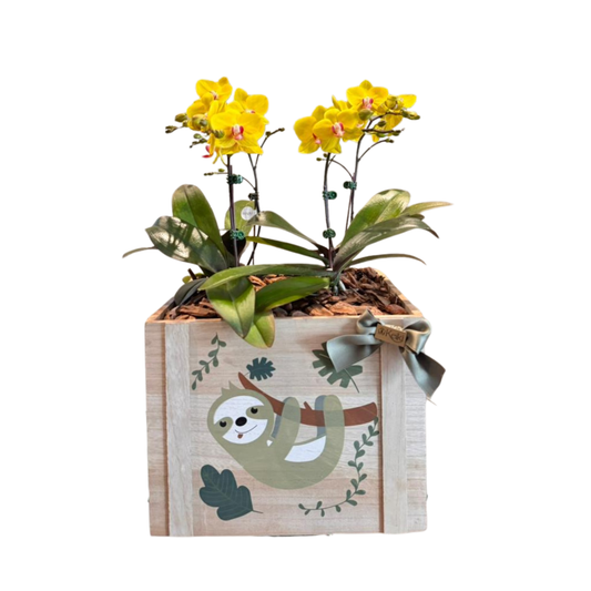Arreglo de Orquídea - Nacimientos - 4 varas minis