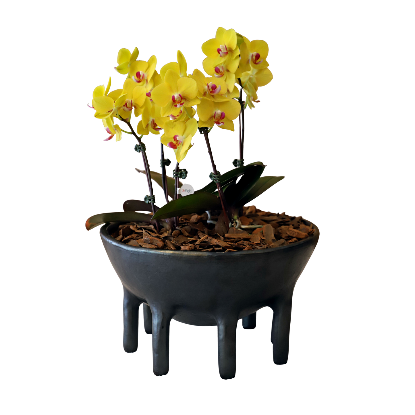 Arreglo de Orquídea - Cerámica Nacional Ñai’upo - 4 varas minis