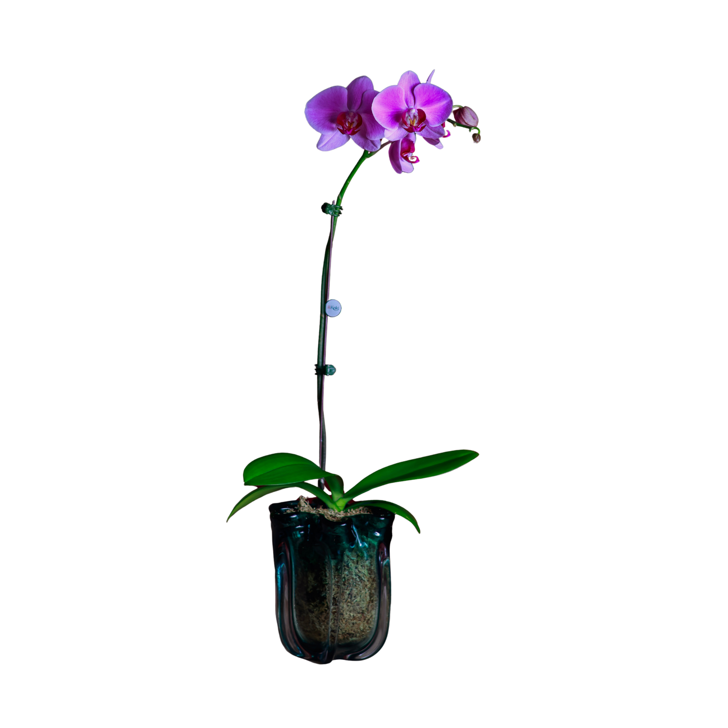 Arreglo de Orquídeas - Cristal de murano – 1 vara grande