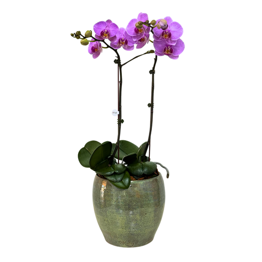 Arreglo de Orquídea - Cerámica Nacional Esmaltada - 2 varas grandes