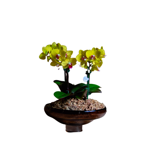 Arreglo de Orquídeas - Cristal de murano – 4 varas minis